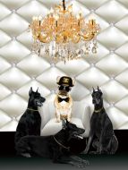 Glasschilderij Fashion bulldog met Chanel pet | 038